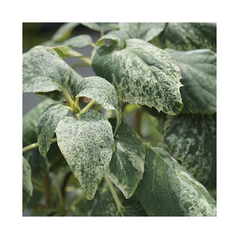 Javoy Plantes - Schizophragma hydrangeoides 'Burst of Light' - faux hortensia grimpant 3L
