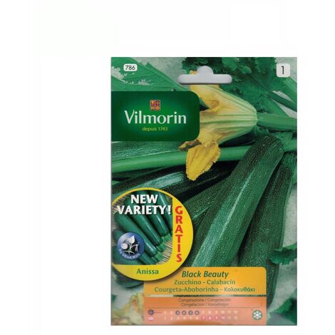 Schwarze Schnheit Vilmorin 7G Zucchini Samen