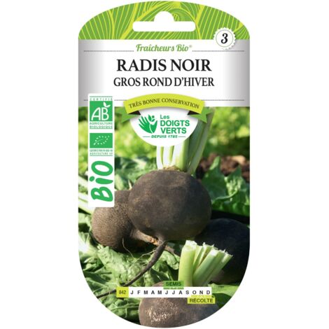 Schwarze Winter-Radieschensamen groß rund BIO Die Grünen Finger