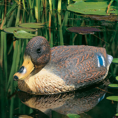Schwimmente  Stockente