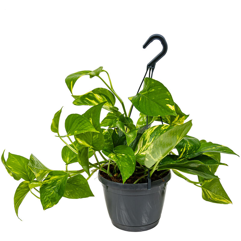 Bloomique - Scindapsus 'Aureum' dans un seul pot suspendu - Epipremnum - Plante d'intérieur ⌀17 cm - ↕25 cm - Green