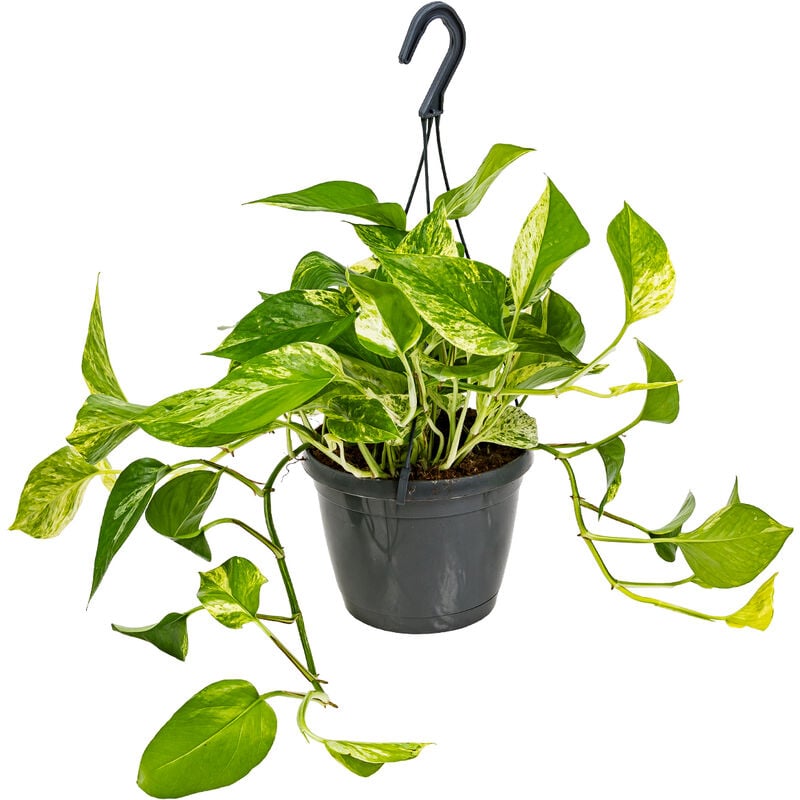 Scindapsus Marble Queen – Dragon Ivy – Plante suspendue – ⌀17 cm - ↕35-45 cm