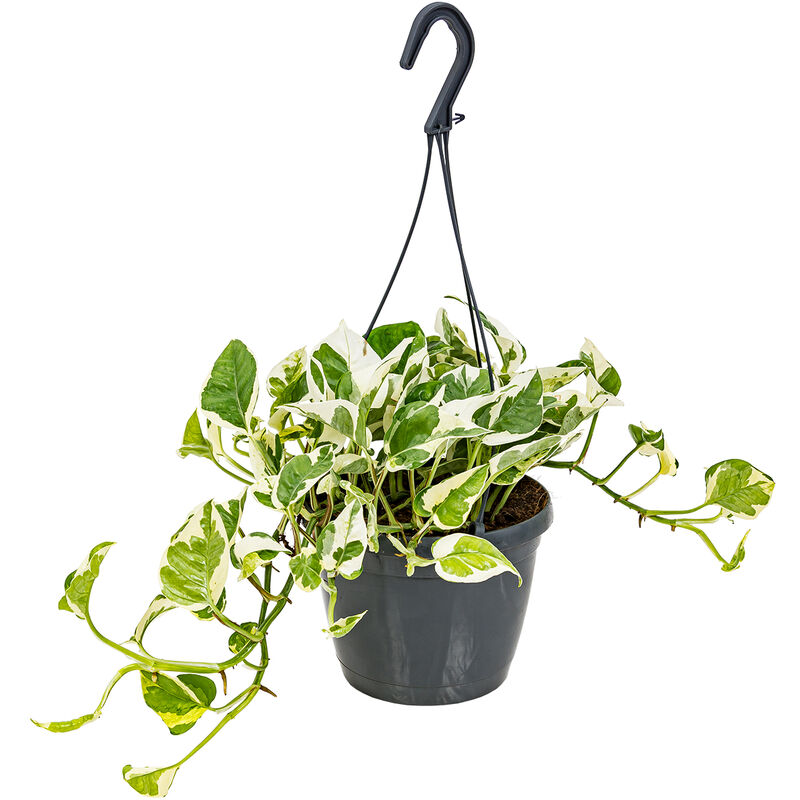 Scindapsus 'Njoy' dans un simple pot suspendu - Epipremnum - Plante d'intérieur ⌀17 cm - ↕20 cm - Green