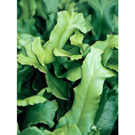 Scolopendre langue de bœuf 'Cristata' Godet de 8/9 cm