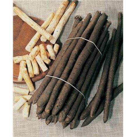 SCORSONERE GEANTE NOIRE DE RUSSIE - 5 G - Graines