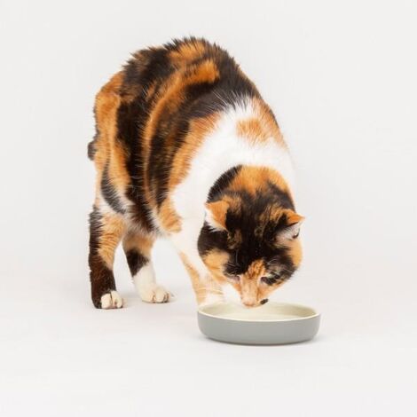 Scruffs Classic Pet Saucer 13cm - PK 6 - 267788