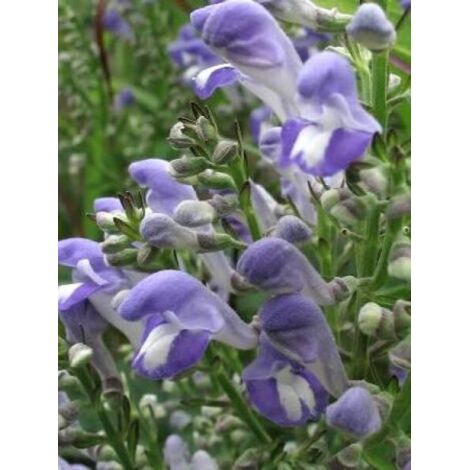 Scutellaire incana Godet de 8/9 cm