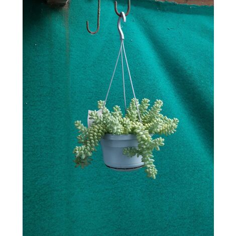 Sedum Burrito
