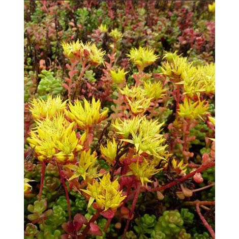 Sedum de l'Oregon - Lot de 3 pots de 9 cm - Willemse