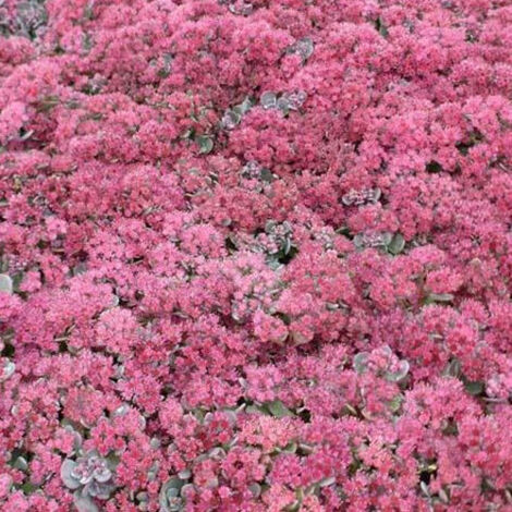 Sedum Lidakense - Willemse