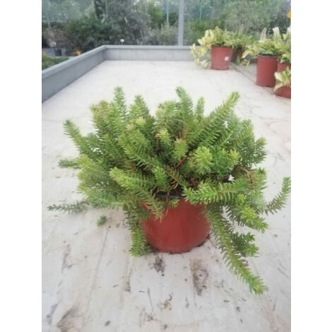 Sedum Reflexum v16