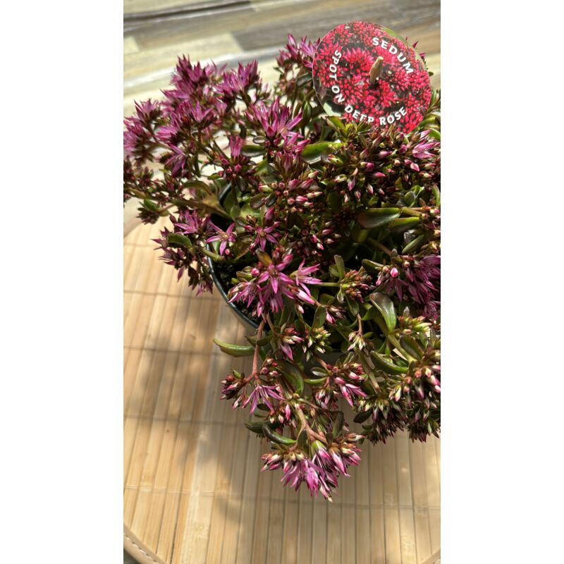 Image of Sedum 'spot on deep rose', vaso 15cm foto reali