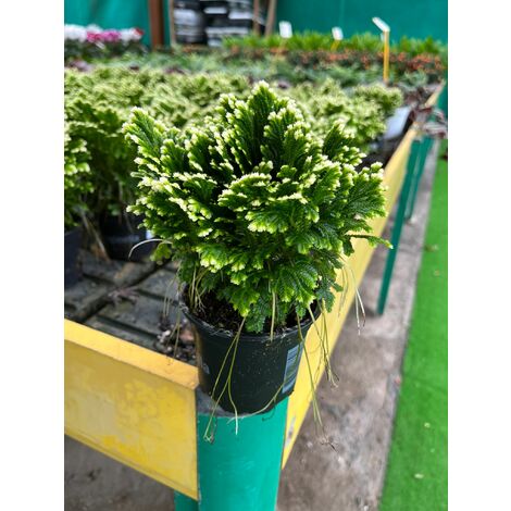 Selaginella