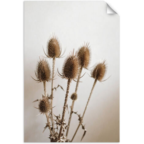 Selbstklebendes Poster – Wandsticker Getrocknete Distel Pflanzen in Beige 60x90 cm
