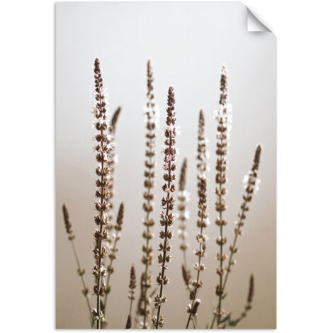 Selbstklebendes Poster – Wandsticker Trockene Pflanzen Natur beige 40x60 cm