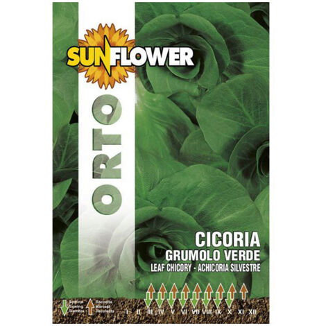 Sementi Cicoria Grumulo Verde            Sunflower