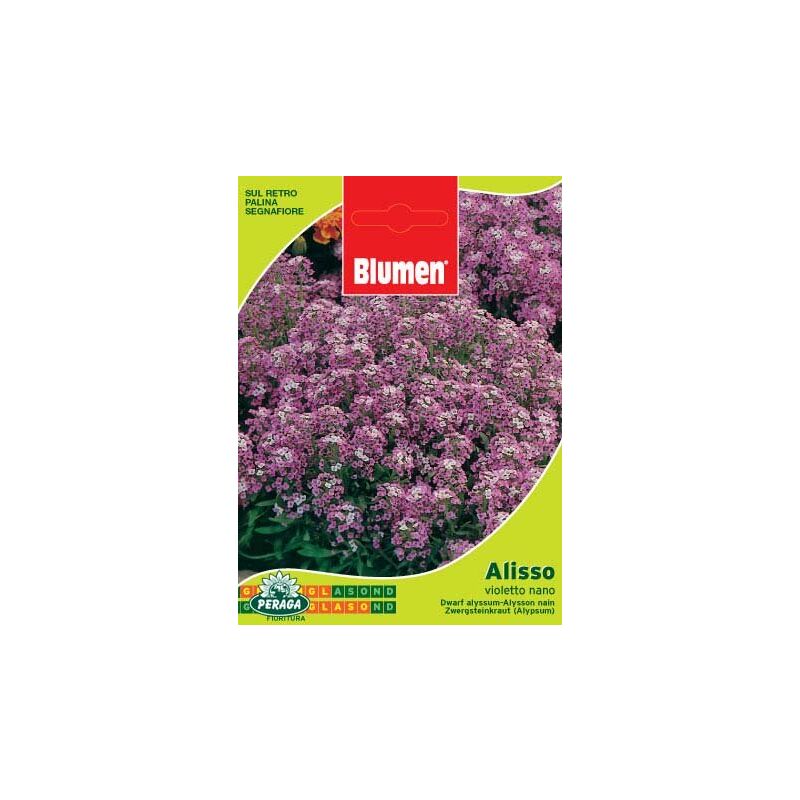 Blumen - sac de graines de violet nano alyssum