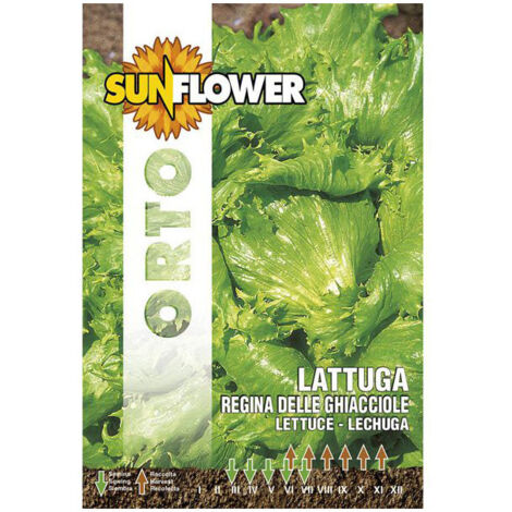 Sementi Lattuga Regina Delle Ghiacciole Sunflower