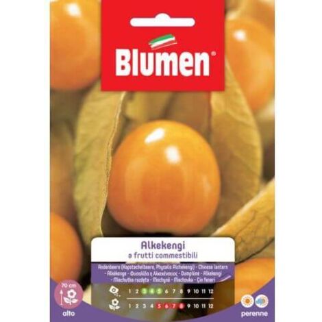 SEMI ALKEKENGI FRUTTI COMMESTIBILI BLUMEN