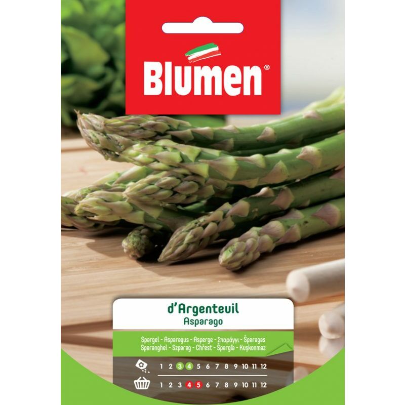 Graines d'asperges argenteuil