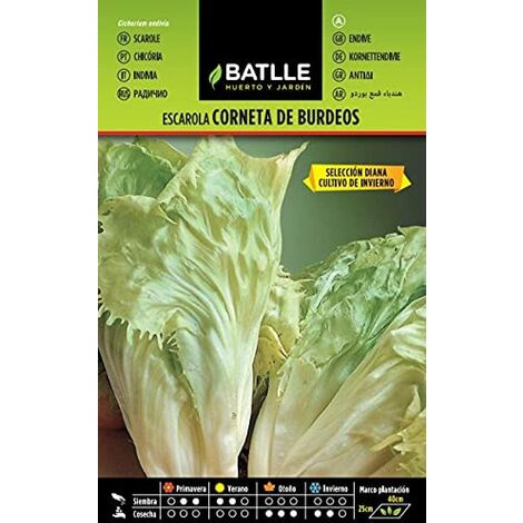 Semi Batlle – escarola
