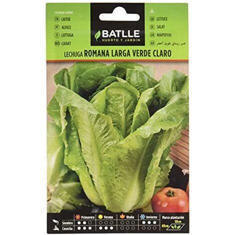 Semi Batlle  Insalata romana