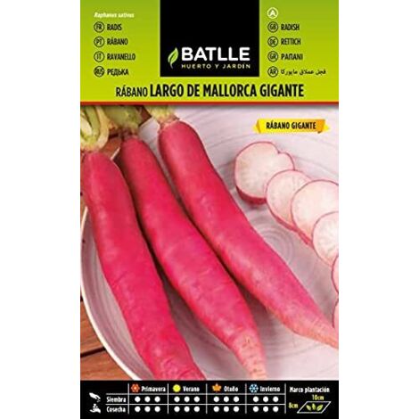 Semi Batlle  Rabanito