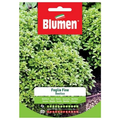 Semi Blumen basilico foglia fine