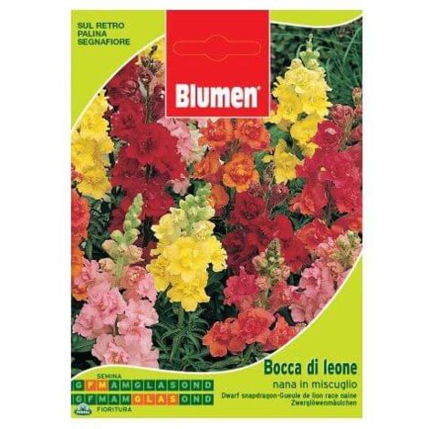 Semi Blumen bocca leone nana