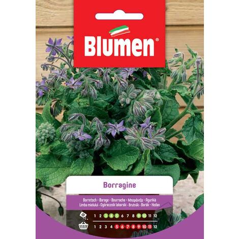 Semi Blumen borragine