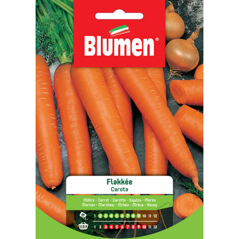 Semi Blumen carota flakkee