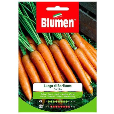 Semi Blumen carota lunga berlicum