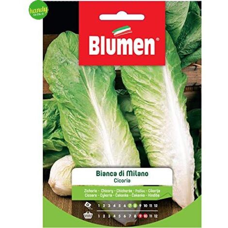Semi Blumen cicoria bianca di milano