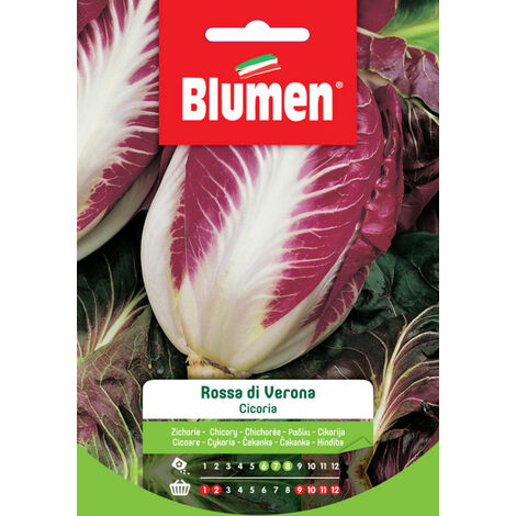 Semi Blumen cicoria rossa di verona