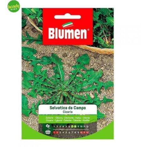 Semi Blumen cicoria selvatica da campo 20 grammi
