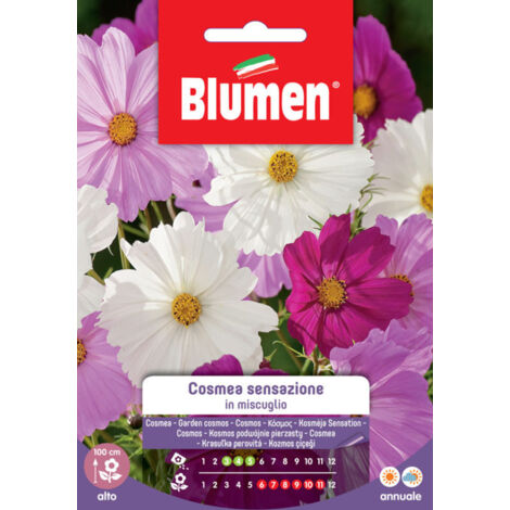 Semi Blumen cosmea sensazione