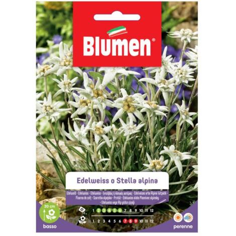 Semi Blumen edelweiss