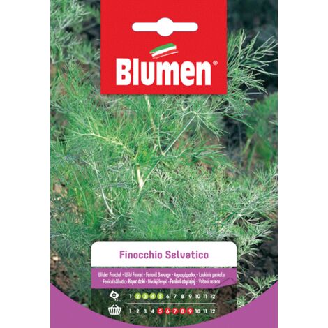 Semi Blumen finocchio selvatico