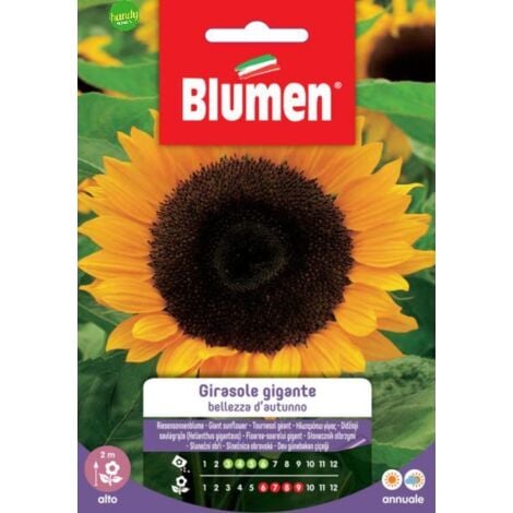 Semi Blumen girasole gigante
