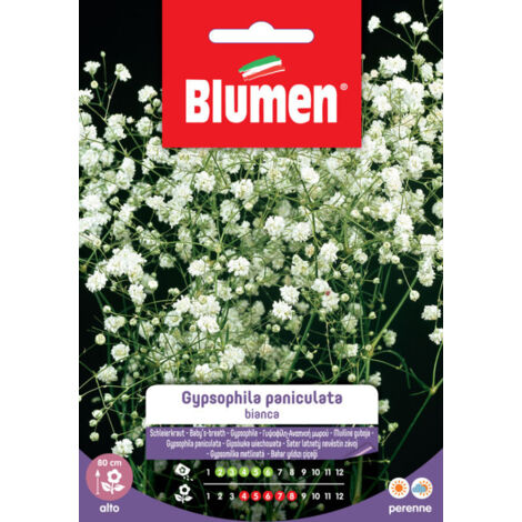 Semi Blumen gypsophila peniculata bianca