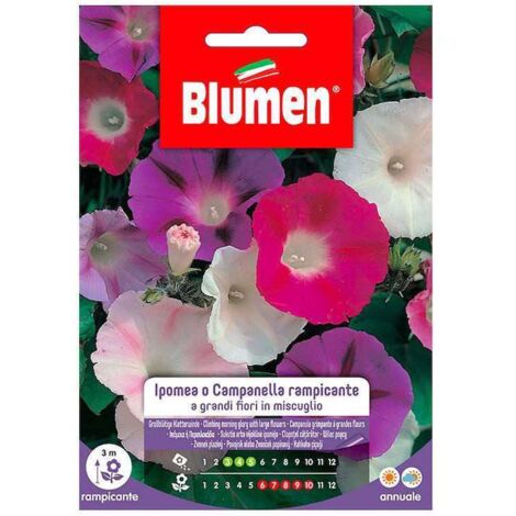 Semi Blumen ipomea campanella rampicante