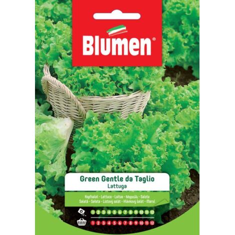 Semi Blumen lattuga green gentle bionda