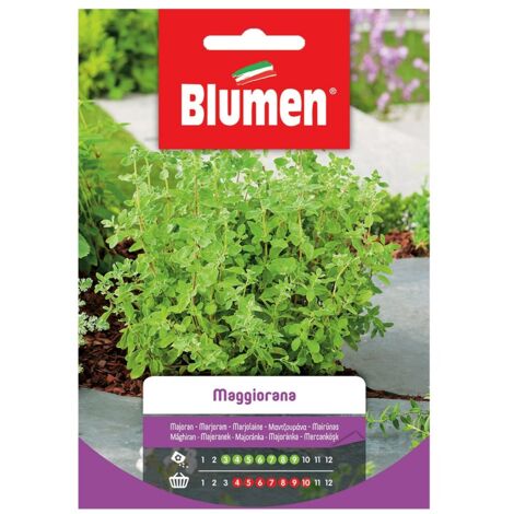Semi Blumen maggiorana