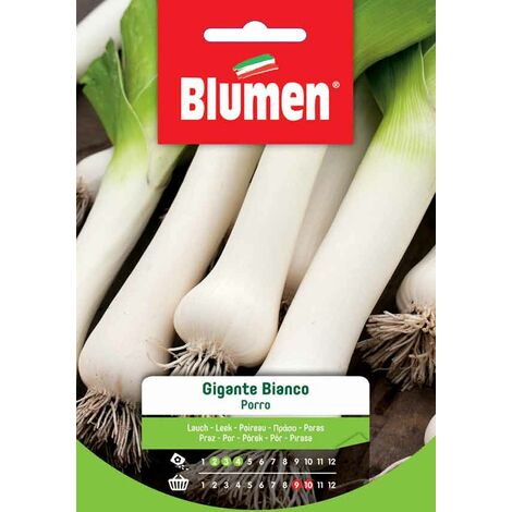 Semi Blumen porro gigante bianco