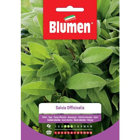 Semi Blumen salvia officinalis