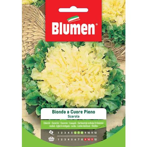 Semi Blumen scarola bionda cuore pieno