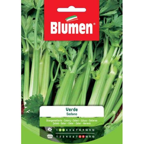 Semi Blumen sedano verde