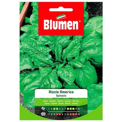 Semi Blumen spinacio riccio america