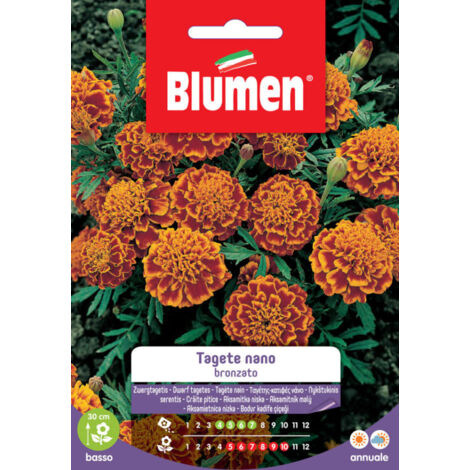 Semi Blumen tagete nano bronzato