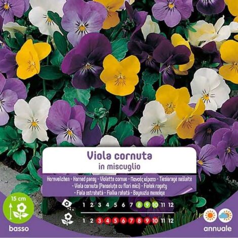 Semi Blumen viola cornuta